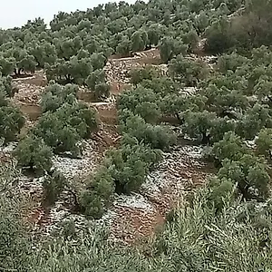 https://el-almendro-de-la-tia-teresa.es-andalucia.com